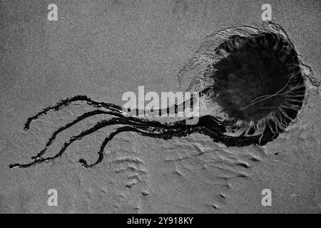 Naturkunst, ein einfarbiges Bild einer gefleckten Qualle, die am Strand angespült wird. Die Form und die Tentakel sehen aus wie eine außerirdische Lebensform. Stockfoto