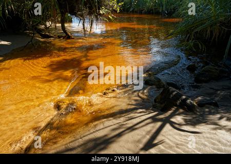 Gezeitenflut im Kohaihai River am Anfang des Heaphy Track, Kahurangi Nationalpark, Karamea Region, Westküste, Südinsel, Aotearoa / Neu Stockfoto