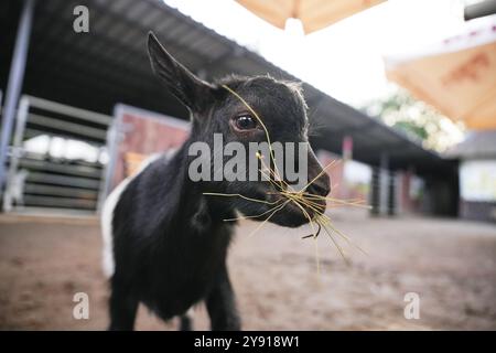 Eine verspielte schwarze Ziege frisst auf einem sonnigen Bauernhof Heu Stockfoto