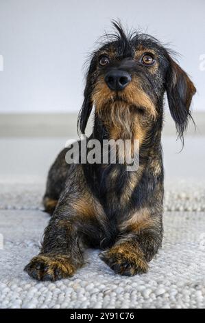 Rauhaariger Dackel, männlich, 3 Jahre alt, auf einem Teppich liegend und aufmerksam aufblickend. Der schwarz-braune Mantel sieht aus, Stuttgart, Baden-Wuertte Stockfoto