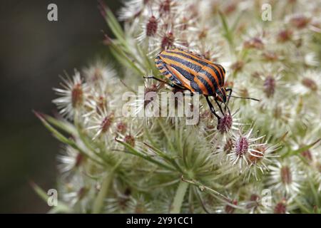 Ein gestreifter orange-schwarzer Käfer auf einer weißen, spitz zulaufenden Pflanze in der Natur, Streifenwanze, (Graphosoma italicum) Stockfoto