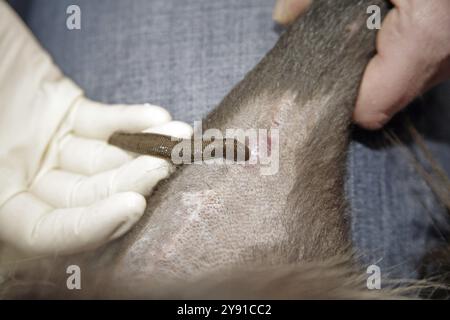 Blutegel (Hirudo medicinalis), Hund, der mit Blutegeln behandelt wird, Tierarzt Stockfoto