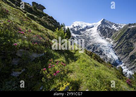 Bergsteiger zwischen Alpenrosen auf einem Wanderweg, beeindruckende Berglandschaft mit Gletscher, Blick auf den Gletscher Glacier de Taconnaz, Wanderung La Jonction Stockfoto