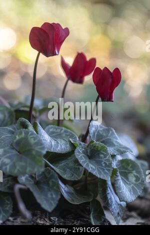 Cyclamen hederifolium oder neapolitanische cyclamen (Cyclamen hederifolium), Emsland, Niedersachsen, Deutschland, Europa Stockfoto