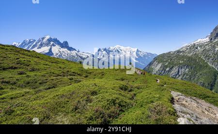 Bergpanorama mit Gletschern, Aiguille Verte mit Aiguille du Midi und Mont Blanc, Wanderung nach Aiguillette des Posettes, Chamonix, Haut Stockfoto