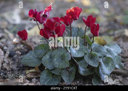 Cyclamen hederifolium oder neapolitanische cyclamen (Cyclamen hederifolium), Emsland, Niedersachsen, Deutschland, Europa Stockfoto