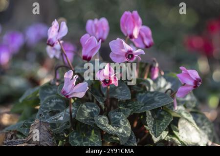 Cyclamen hederifolium oder neapolitanische cyclamen (Cyclamen hederifolium), Emsland, Niedersachsen, Deutschland, Europa Stockfoto