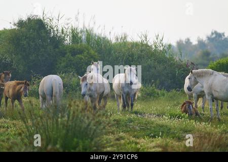 Herde weißer Camargue-Pferde mit Fohlen, die auf einer grünen Weide in einer ruhigen und natürlichen Umgebung weiden, Camargue, Frankreich, Europa Stockfoto