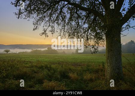 Ein ruhiger Sonnenaufgang über einer nebeligen Wiese mit einem Apfelbaum (Malus domestica) im Vordergrund, Herbst, Grossheubach, Miltenberg, Spessart, Bayern, Deutsch Stockfoto