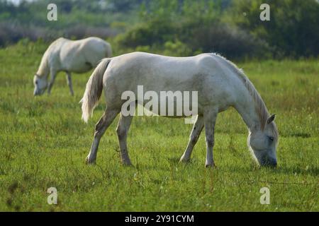 Zwei weiße Camargue-Pferde, die auf einer grünen Wiese unter freiem Himmel grasen, Camargue, Frankreich, Europa Stockfoto