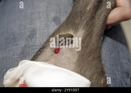 Blutegel (Hirudo medicinalis), Hund, der mit Blutegeln behandelt wird, Tierarzt Stockfoto