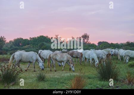 Eine Herde weißer Camargue-Pferde, die auf einer grünen Wiese in einem weiten offenen Feld unter einem rosa Sonnenuntergang weiden, Camargue, Frankreich, Europa Stockfoto