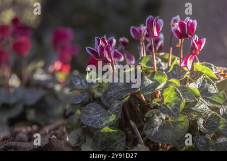 Cyclamen hederifolium oder neapolitanische cyclamen (Cyclamen hederifolium), Emsland, Niedersachsen, Deutschland, Europa Stockfoto