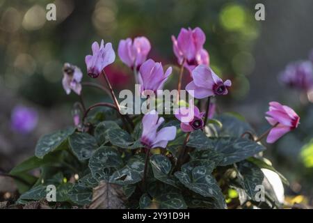 Cyclamen hederifolium oder neapolitanische cyclamen (Cyclamen hederifolium), Emsland, Niedersachsen, Deutschland, Europa Stockfoto