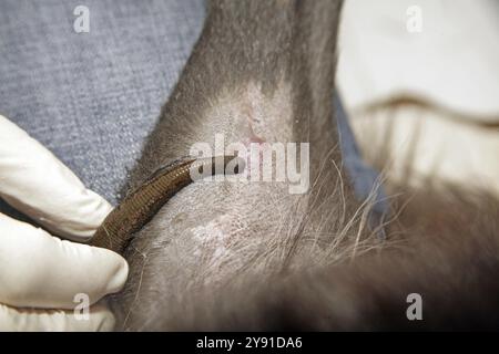 Blutegel (Hirudo medicinalis), Hund, der mit Blutegeln behandelt wird, Tierarzt Stockfoto