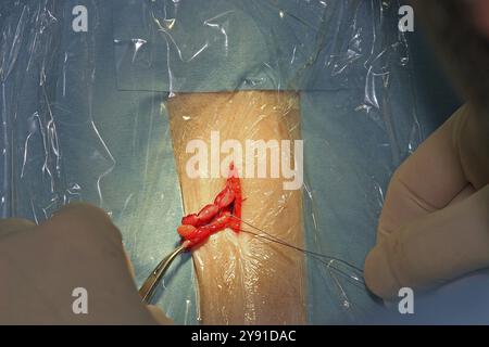 Kastration einer Katze, Tierarzt, Perserkatze, Eierstöcke Stockfoto