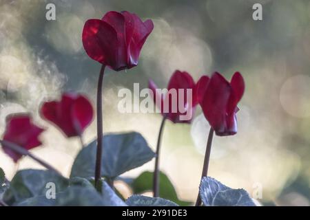 Cyclamen hederifolium oder neapolitanische cyclamen (Cyclamen hederifolium), Emsland, Niedersachsen, Deutschland, Europa Stockfoto