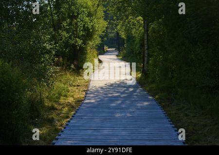 Ein schmaler Holzdielen-Weg führt durch einen dichten, sonnendurchfluteten Wald mit ruhiger und friedlicher Atmosphäre, Schwarzes Moor, Fladungen, Rhoen, Bayern Stockfoto