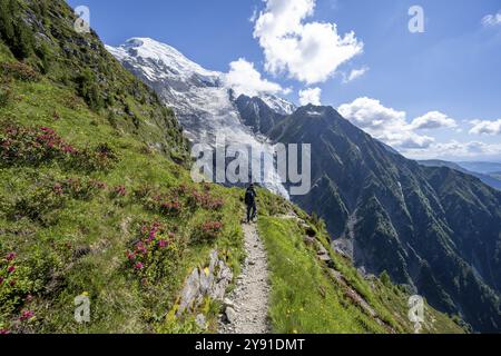 Bergsteiger zwischen Alpenrosen auf einem Wanderweg, beeindruckende Berglandschaft mit Gletscher, Blick auf den Gletscher Glacier de Taconnaz, Wanderung La Jonction Stockfoto