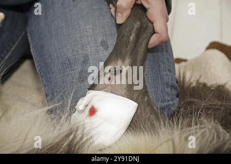 Blutegel (Hirudo medicinalis), Hund, der mit Blutegeln behandelt wird, Tierarzt Stockfoto