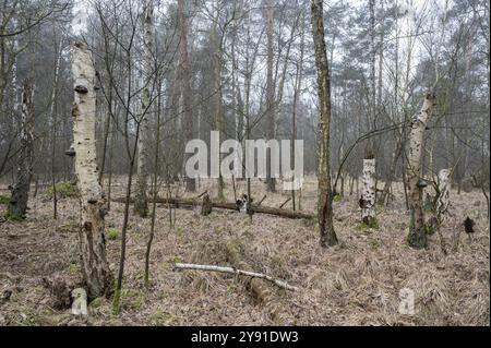 Moorbirkenwald, Birkenmoorwald, Moorbirke (Betula pubescens), Naturschutzgebiet Vogelmoor, Niedersachsen, Deutschland, Europa Stockfoto