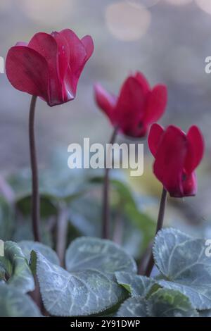 Cyclamen hederifolium oder neapolitanische cyclamen (Cyclamen hederifolium), Emsland, Niedersachsen, Deutschland, Europa Stockfoto