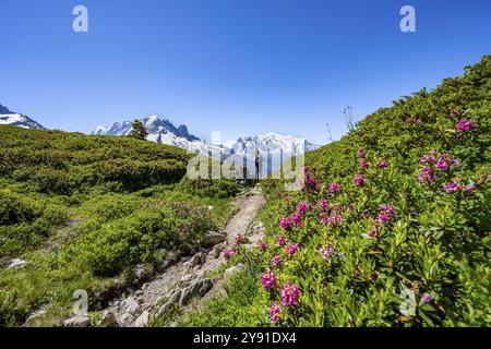 Bergsteiger auf Wanderweg mit Alpenrosen, Bergpanorama mit Gletschern, Aiguille Verte mit Aiguille du Midi und Mont Blanc, h Stockfoto