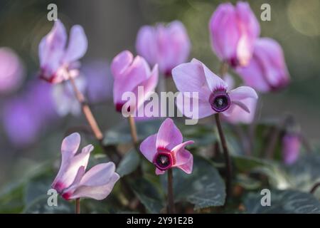 Cyclamen hederifolium oder neapolitanische cyclamen (Cyclamen hederifolium), Emsland, Niedersachsen, Deutschland, Europa Stockfoto