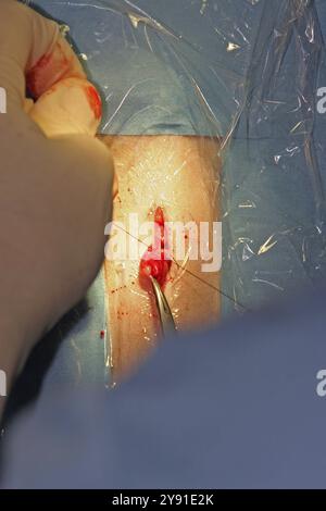 Kastration einer Katze, Tierarzt, Perserkatze, Eierligierung Stockfoto