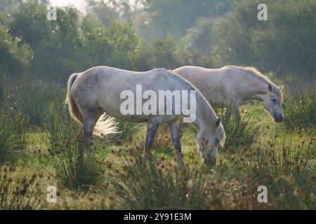 Zwei weiße Camargue-Pferde weiden ruhig auf einer grünen Wiese in der Abenddämmerung, umgeben von Büschen, Camargue, Frankreich, Europa Stockfoto