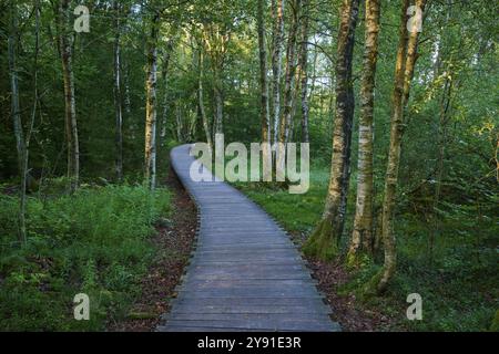 Ein ruhiger Holzdielen-Pfad schlängelt sich an einem Sommertag durch einen grünen Moorbirkenwald, Schwarzes Moor, Fladungen, Rhoen, Bayern, Deutschland, Europa Stockfoto