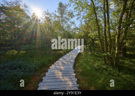 Ein Holzdielenweg führt durch einen Moorwald, der an einem klaren Sommertag von Sonnenlicht durchflutet ist, Schwarzes Moor, Fladungen, Rhoen, Bayern, Deutschland, Eur Stockfoto