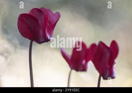 Cyclamen hederifolium oder neapolitanische cyclamen (Cyclamen hederifolium), Emsland, Niedersachsen, Deutschland, Europa Stockfoto