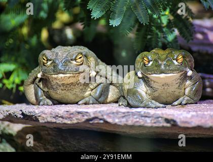 Zwei Frösche, die nebeneinander auf einem Felsen sitzen, umgeben von grünen Blättern bei Tageslicht, Bullfrosch (Lithobates catesbeianus) Zoo, Zürich, Schweiz, E Stockfoto