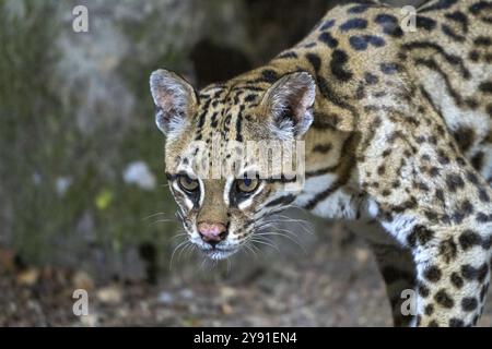 Ozelot (Leopardus pardalis), Tierporträt, nachts, Pantanal, im Landesinneren, Feuchtgebiet, UNESCO-Biosphärenreservat, Weltkulturerbe, Feuchtbiotop, Mat Stockfoto