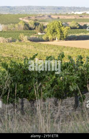 Endlose Weinberge bedecken sanfte Hügel mit einer ruhigen ländlichen Landschaft im Hintergrund, in Penedes Weinberge in der Provinz Barcelona in Katalonien, Spanien Stockfoto