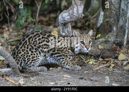 Ozelot (Leopardus pardalis), kriecht herauf, nachts, Pantanal, im Landesinneren, Feuchtgebiet, UNESCO-Biosphärenreservat, Weltkulturerbe, Feuchtbiotop, Mato Gr Stockfoto