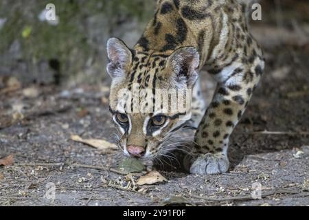 Ozelot (Leopardus pardalis), Tierporträt, nachts, Pantanal, im Landesinneren, Feuchtgebiet, UNESCO-Biosphärenreservat, Weltkulturerbe, Feuchtbiotop, Mat Stockfoto