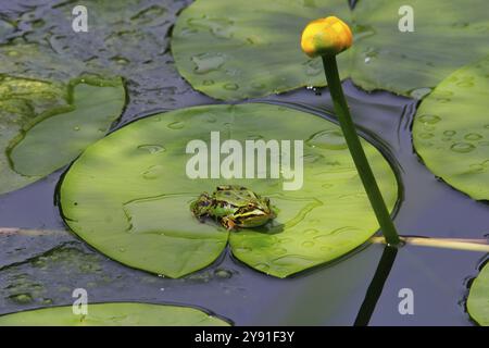 Ein kleiner Teichfrosch liegt auf einer grünen Lilienplatte in einem ruhigen Teich mit einer gelben Blume, Sumpfblume Stockfoto