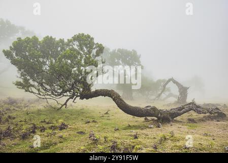 Alte Lorbeerbäume im Nebel, stinkender Lorbeer (Ocotea foetens), alter Lorbeerwald (Laurisilva), UNESCO-Weltkulturerbe, Fanal-Teich, Madeira, Portugal Stockfoto