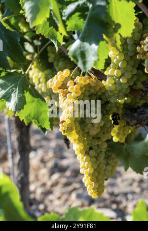 Nahaufnahme reifer Trauben, die an der Weinrebe hängen, mit Sonnenlicht, das durch grüne Blätter filtert, in Penedes Weinbergen in der Provinz Barcelona in Katalonien, Spa Stockfoto