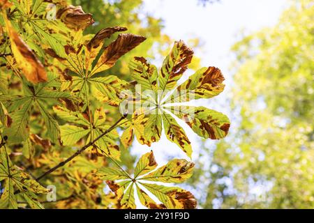 Bunte Herbstblätter, Leoben, Steiermark, Österreich, Europa Stockfoto