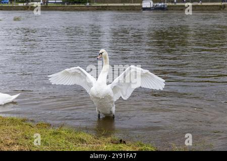 Die Elbe ist Lebensraum für zahlreiche Tiere, Schwan an der Elbe in Dresden, Dresden, Sachsen, Deutschland, Europa Stockfoto