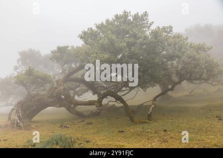 Alte Lorbeerbäume im Nebel, stinkender Lorbeer (Ocotea foetens), alter Lorbeerwald (Laurisilva), UNESCO-Weltkulturerbe, Fanal-Teich, Madeira, Portugal Stockfoto