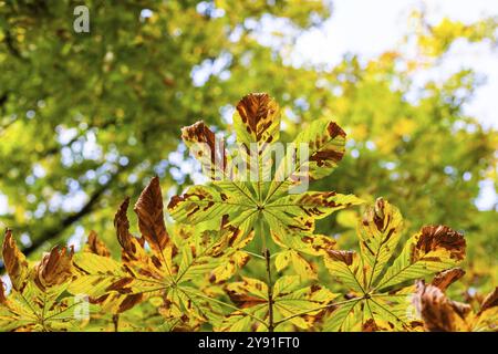 Bunte Herbstblätter, Leoben, Steiermark, Österreich, Europa Stockfoto