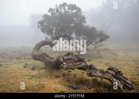 Alter Lorbeerbaum im Nebel, stinkender Lorbeer (Ocotea foetens), alter Lorbeerwald (Laurisilva), UNESCO-Weltkulturerbe, Fanal-Teich, Madeira, Portugal Stockfoto