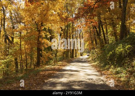 Eine ländliche Landstraße fährt zwischen Bäume mit hellen Herbst Farbe Winters Stockfoto