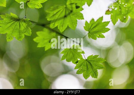 Vine Maple, Acer circinatum, Blätter im Millersylvanien State Park, Washington State, USA Stockfoto