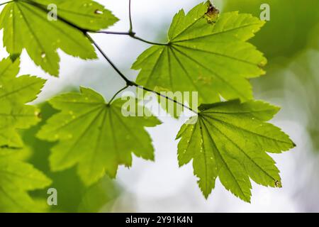 Vine Maple, Acer circinatum, Blätter im Millersylvanien State Park, Washington State, USA Stockfoto