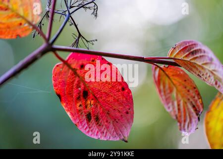 Pacific Dogwood, Cornus nuttallii, Herbstlaub im Millersylvanien State Park, Washington State, USA Stockfoto